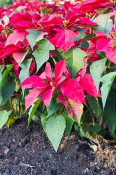 Poinsettia flowers or christmas star,Euphorbia pulcherrima in garden