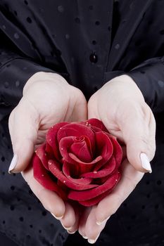 Red rose in female hands on a black background