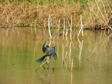 Bird Standing On Stick In The Swamp, Bueng Boraphet, Nakhon Sawan Province In Thailand