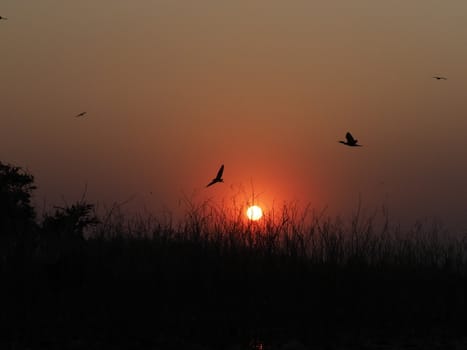 Flying Birds In The Meadow At Sunset Silhouette Background, Bueng Boraphet, Nakhon Sawan Province In Thailand