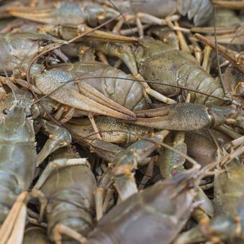 Crawfish. Cancer. Cooked crabs for food