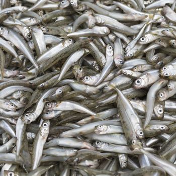 Abundance of fresh fish on market display.