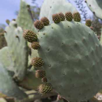 Prickly pear cactus close up