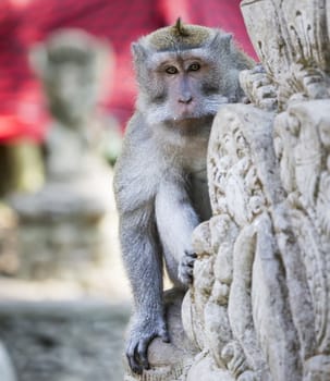 Monkey at Sacred Monkey Forest, Ubud, Bali, Indonesia