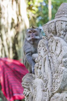 Long-tailed macaques (Macaca fascicularis) in Sacred Monkey Forest, Ubud, Indonesia