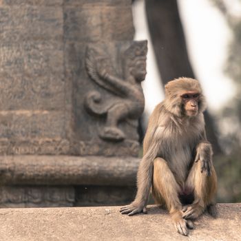 Young rhesus macaque monkey at Swayambhunath temple, Kathmandu valley, Nepal