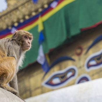 Stupa in Swayambhunath Monkey temple in Kathmandu, Nepal.

