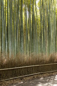 Arashiyama mountain Kyoto Japan famous landmark for tourist with bamboo forest 