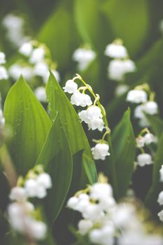 Lily of the valley flowers with water drops on green background. Convallaria majalis 