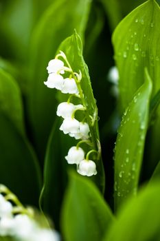 Lily of the valley flowers with water drops on green background. Convallaria majalis