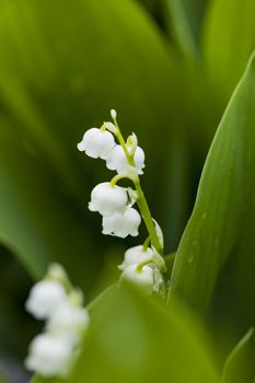 Lily of the valley flowers with water drops on green background. Convallaria majalis

