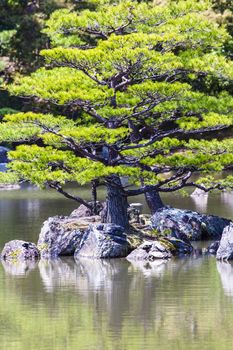 Japanese zen garden in kinkakuji temple park, Kyoto 