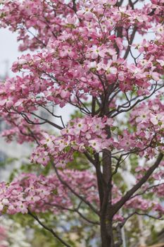 Pink and red blossoms of weeping tree in spring, Japan

