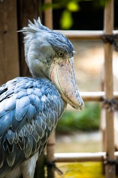 Shoebill, Abu Markub (Balaeniceps rex)