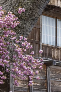 Traditional and Historical Japanese village Ogimachi - Shirakawa-go, Japan

