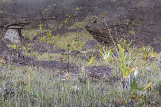 Bizarre ancient rocks of the plateau Roraima tepui - Venezuela, Latin America