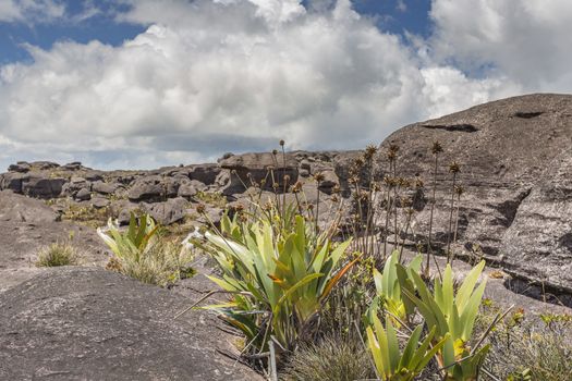 Bizarre ancient rocks of the plateau Roraima tepui - Venezuela, Latin America