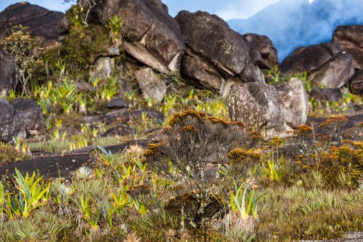 A very rare endemic plants on the plateau of Roraima - Venezuela