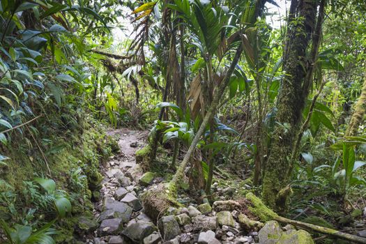 Stream from Mount Roraima in Venezuela

