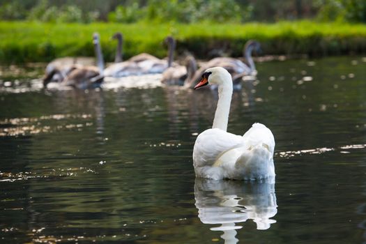 Tranquil Scene of a Swan Family Swimming on a Lake at autumn time.