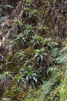 Stream from Mount Roraima in Venezuela

