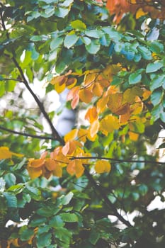 Colorful leaves on trees in autumn season in Poland.