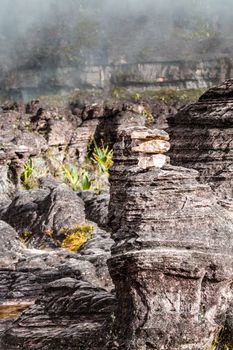 A very rare endemic plants on the plateau of Roraima - Venezuela