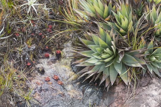 Aloe vera plants, tropical green plants tolerate hot weather.

