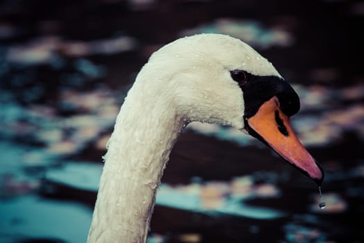 Tranquil Scene of a Swan Family Swimming on a Lake at autumn time.