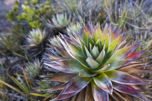 Aloe vera plants, tropical green plants tolerate hot weather.

