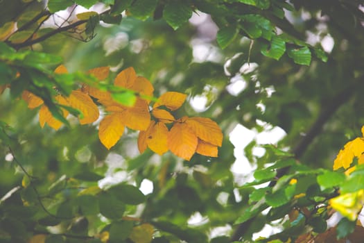 Colorful leaves on trees in autumn season in Poland.