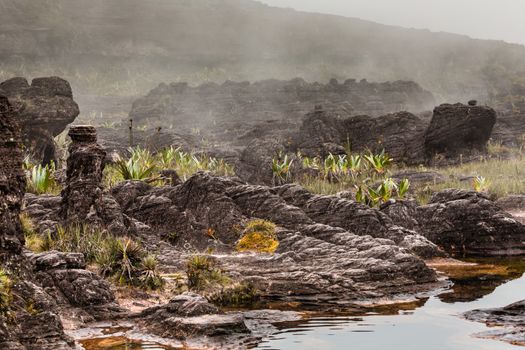 A very rare endemic plants on the plateau of Roraima - Venezuela