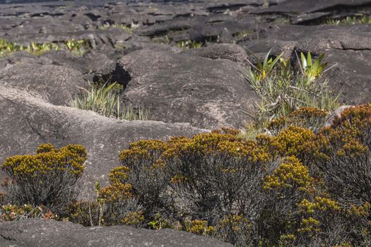 Bizarre ancient rocks of the plateau Roraima tepui - Venezuela, Latin America