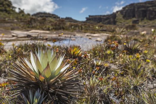 Bizarre ancient rocks of the plateau Roraima tepui - Venezuela, Latin America