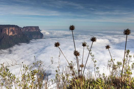 The view from the plateau of Roraima on the Grand Sabana - Venezuela, Latin America 