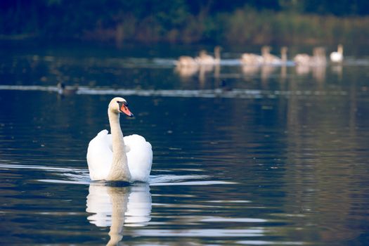 Tranquil Scene of a Swan Family Swimming on a Lake at autumn time.