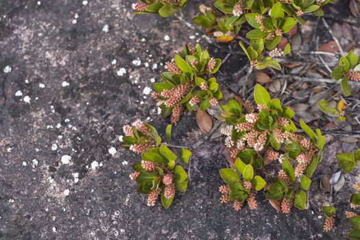 A very rare endemic plants on the plateau of Roraima - Venezuela