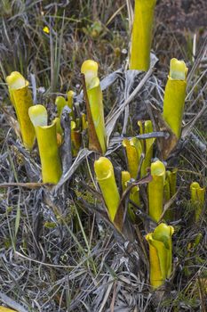 A very rare endemic plants on the plateau of Roraima - Venezuela


