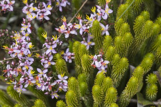 A very rare endemic plants on the plateau of Roraima - Venezuela