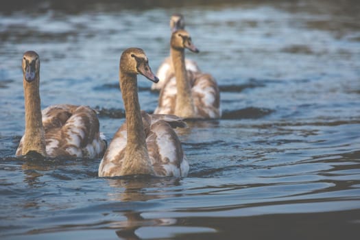 Tranquil Scene of a Swan Family Swimming on a Lake at autumn time.