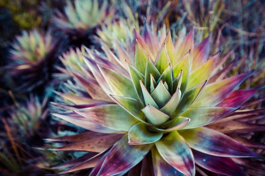 Endemic plant from Mount Roraima in Venezuela