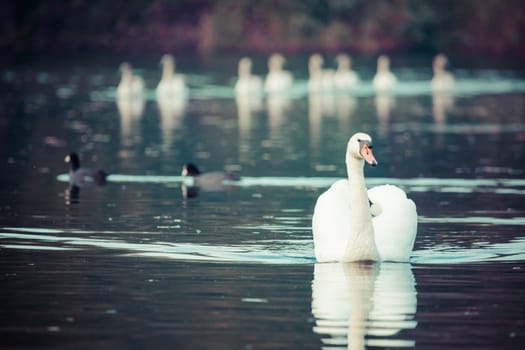 Tranquil Scene of a Swan Family Swimming on a Lake at autumn time.