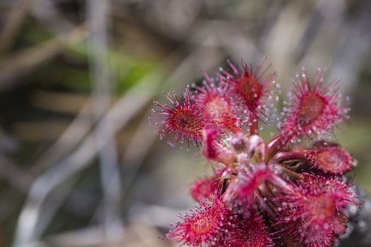 Drocera anglica flower close up. Sundew lives on swamps and it fishes insects sticky leaves. Life of plants and insects on bogs. Selective focus. Beautiful background from plants on a background.