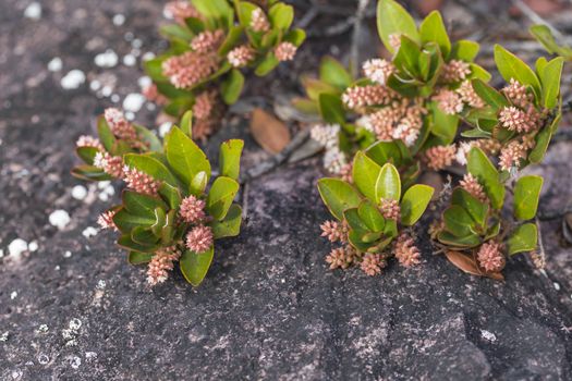 A very rare endemic plants on the plateau of Roraima - Venezuela