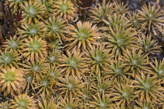 Aloe vera plants, tropical green plants tolerate hot weather.

