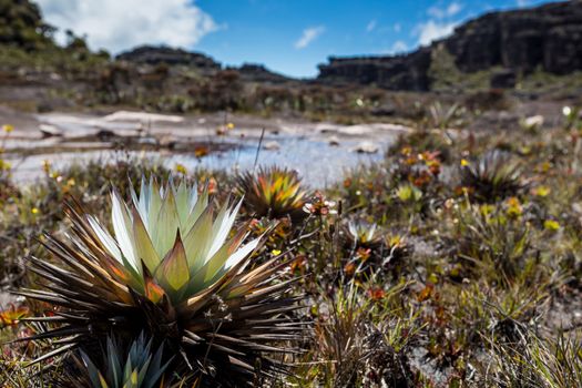 A very rare endemic plants on the plateau of Roraima - Venezuela