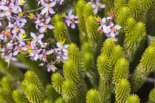 A very rare endemic plants on the plateau of Roraima - Venezuela