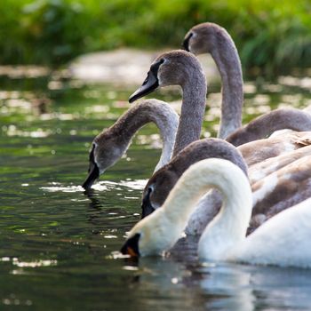 Tranquil Scene of a Swan Family Swimming on a Lake at autumn time.