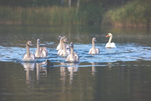 Tranquil Scene of a Swan Family Swimming on a Lake at autumn time.