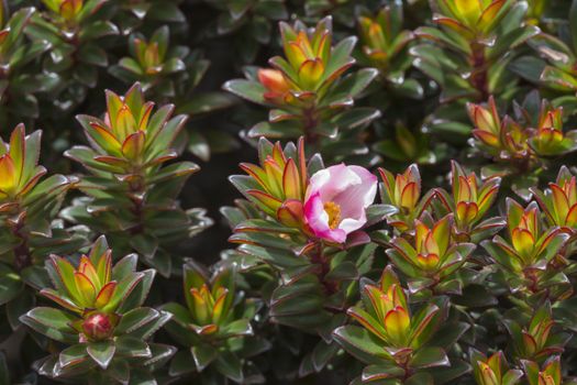 A very rare endemic plants on the plateau of Roraima - Venezuela